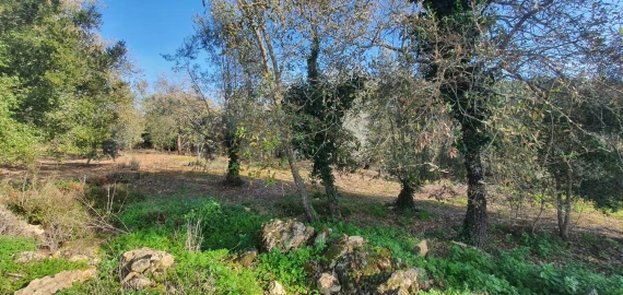 Moradia T2 para Venda em Areias e Pias