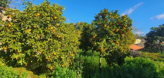 Quinta T5 para Venda em Chãos