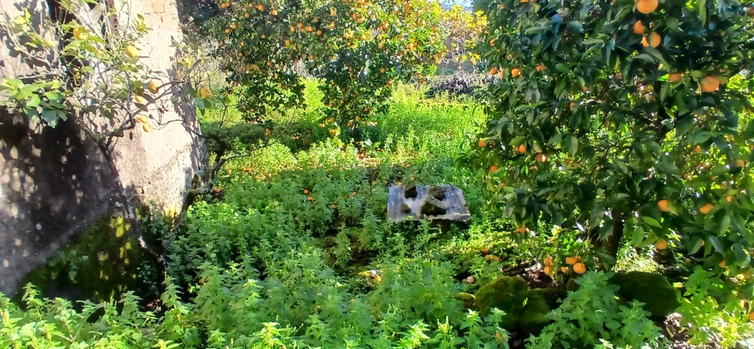 Quinta T5 para Venda em Chãos Foto 19