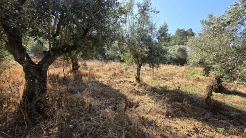 Moradia T2 para Venda em Olalhas