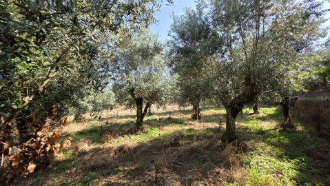 Moradia T2 para Venda em Olalhas