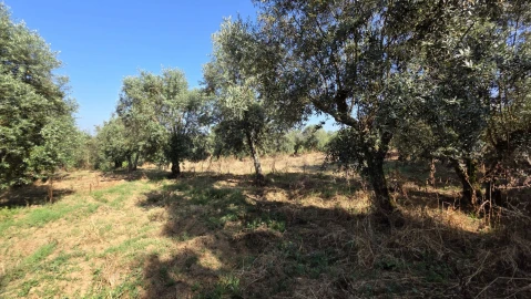 Moradia T2 para Venda em Olalhas