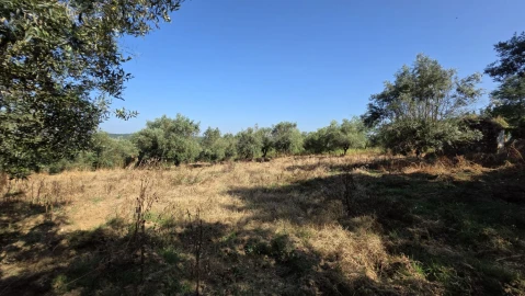 Moradia T2 para Venda em Olalhas