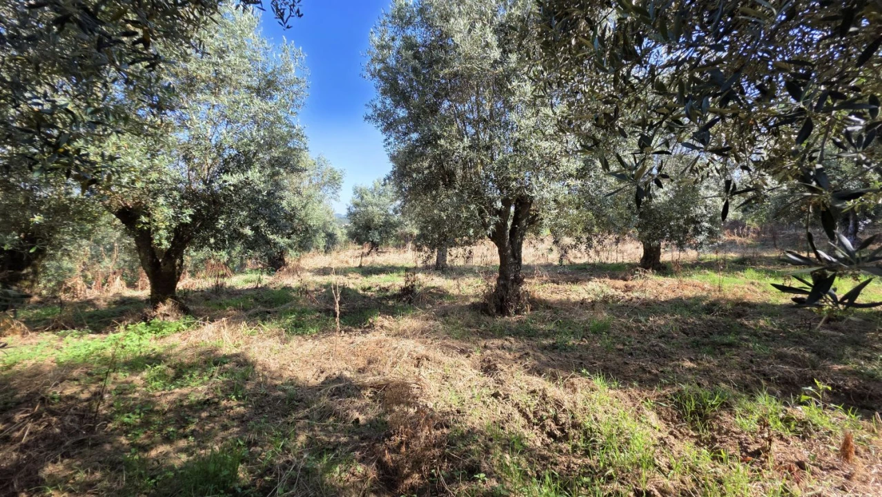 Moradia T2 para Venda em Olalhas Foto 20