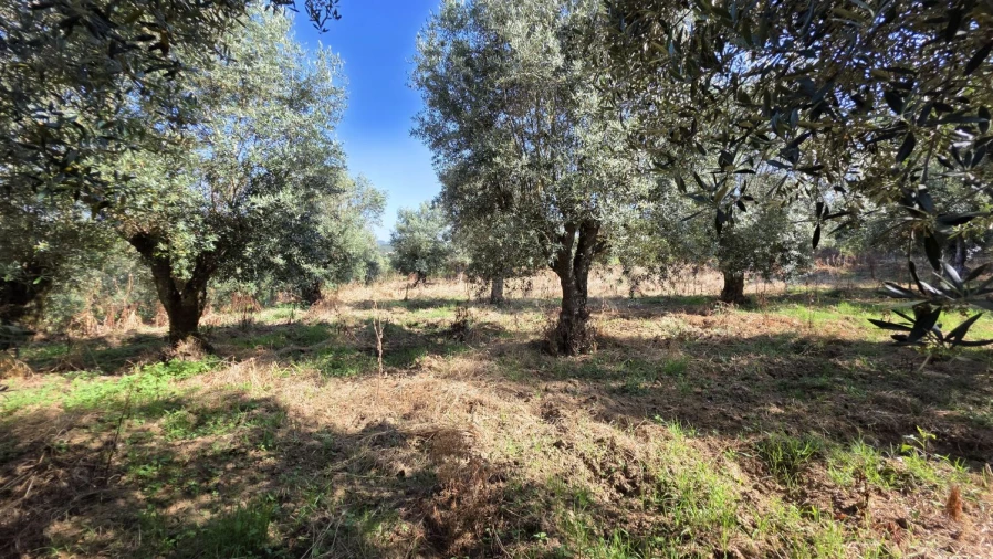 Moradia T2 para Venda em Olalhas Foto 20