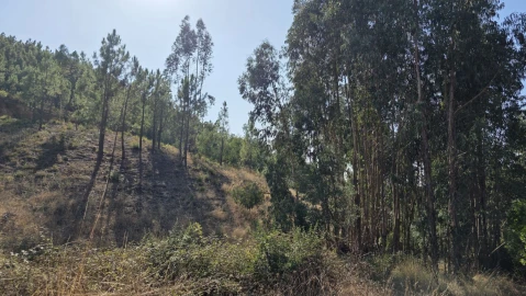 Terreno para Venda em Vila de Rei