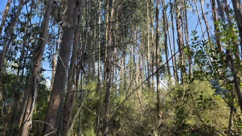 Terreno para Venda em Vila de Rei