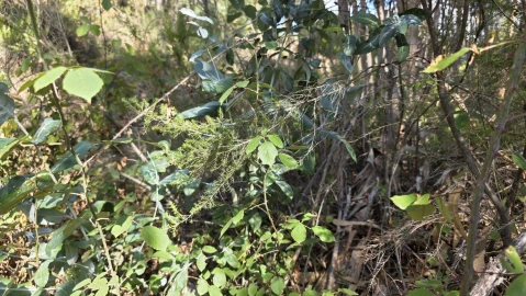 Terreno para Venda em Vila de Rei