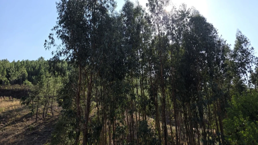 Terreno para Venda em Vila de Rei