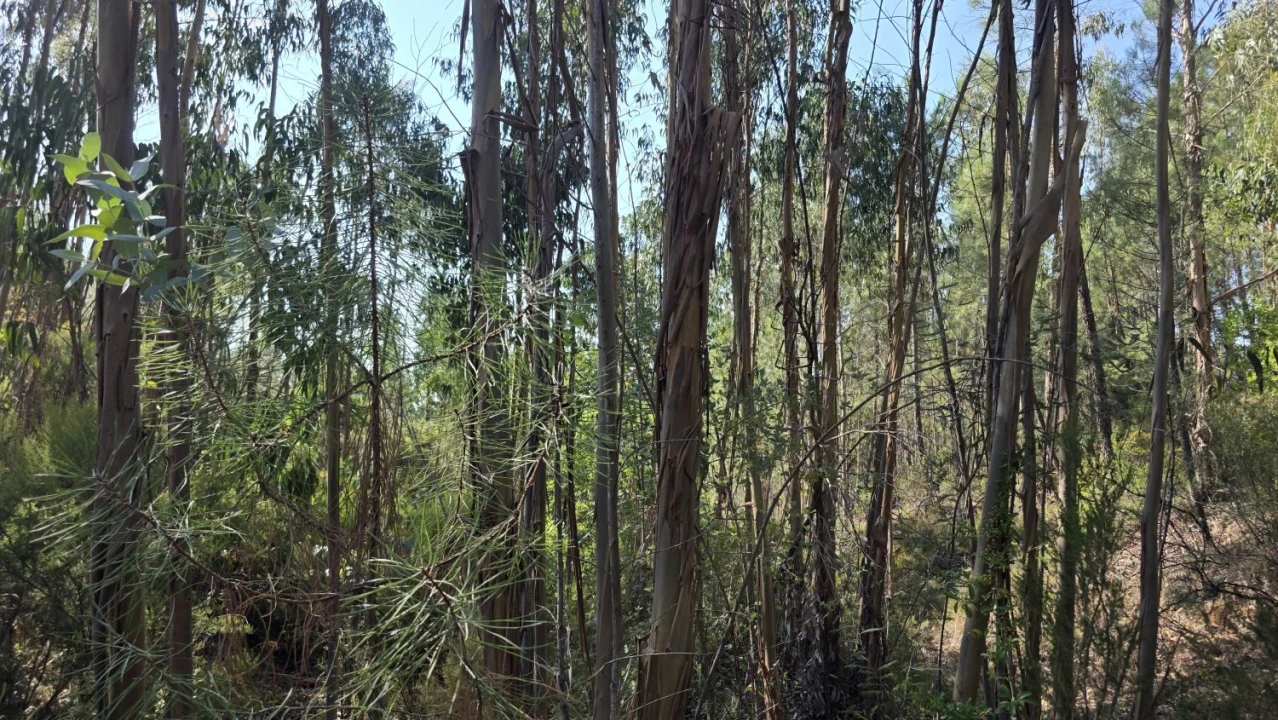 Terreno para Venda em Vila de Rei Foto 2