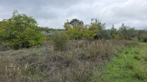 Terreno para Venda em Areias e Pias