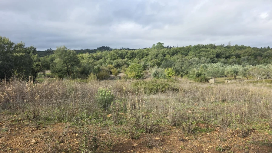 Terreno para Venda em Areias e Pias Foto 3