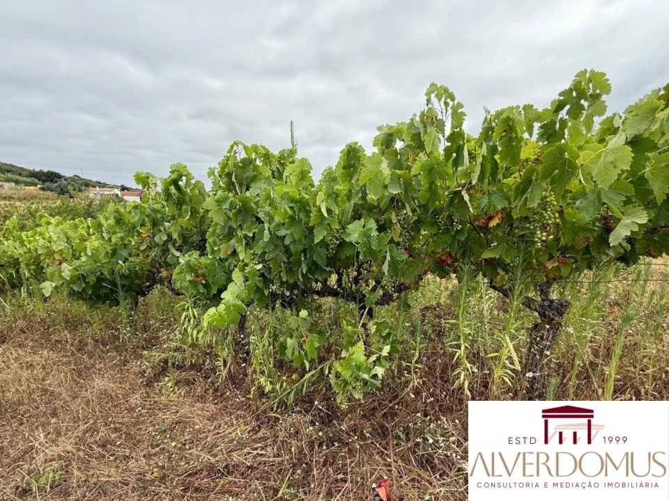 Terreno para Venda em Carvoeira e Carmões Foto 3