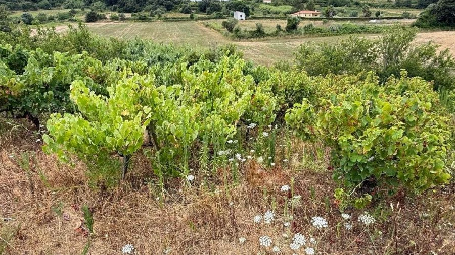 Terreno para Venda em Carvoeira e Carmões