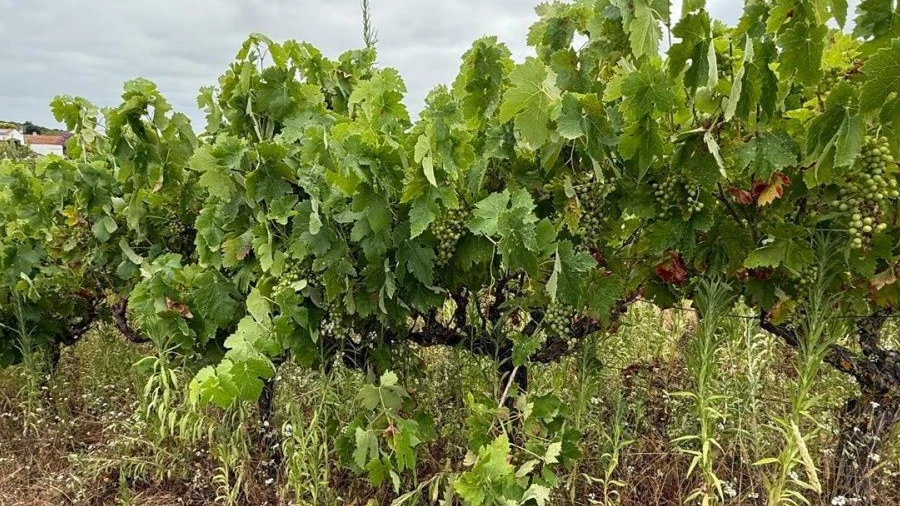 Terreno para Venda em Carvoeira e Carmões