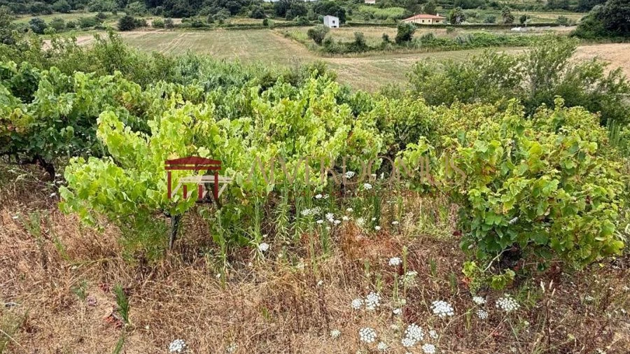 Terreno para Venda em Carvoeira e Carmões
