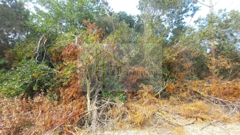 Terreno para Venda em Torreira