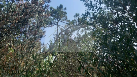 Terreno para Venda em Torreira