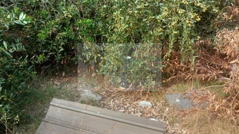 Terreno para Venda em Torreira