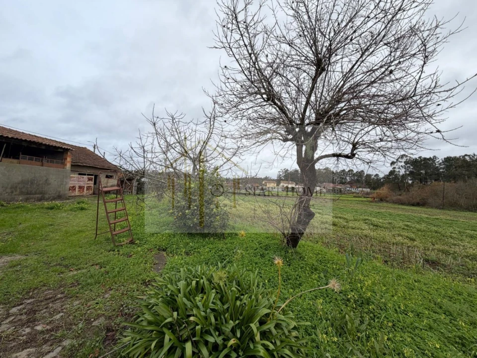 Terreno para Venda em Avanca Foto 5