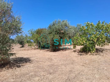 Terreno para Venda em São Pedro de Tomar