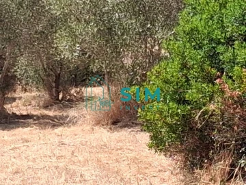 Terreno para Venda em São Pedro de Tomar