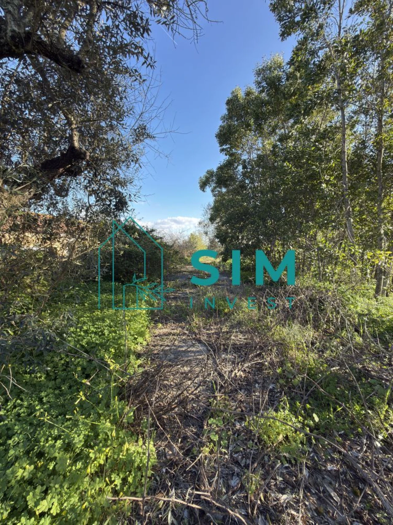 Quinta T10 para Venda em Vendas Novas Foto 57