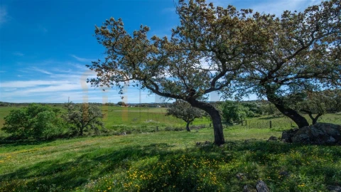 Quinta T3 para Venda em Vila Verde de Ficalho