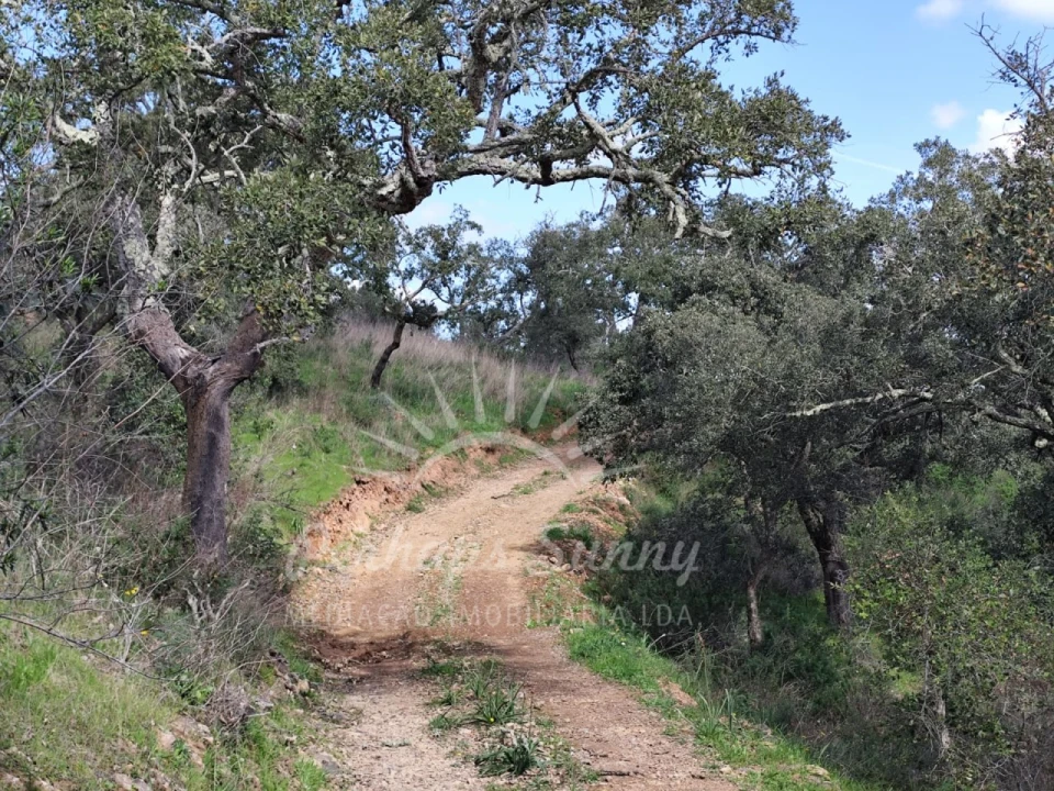 Terreno Agricola ou Rústico para Venda em Grândola e Santa Margarida da Serra Foto 4
