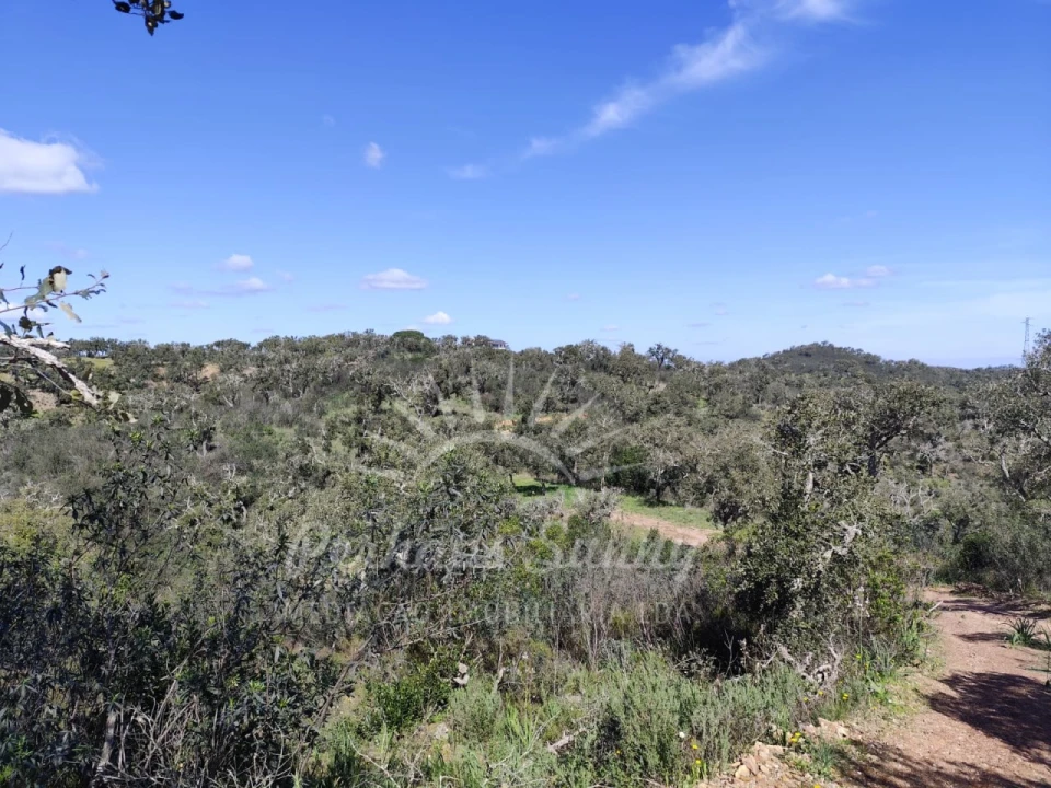 Terreno Agricola ou Rústico para Venda em Grândola e Santa Margarida da Serra Foto 11