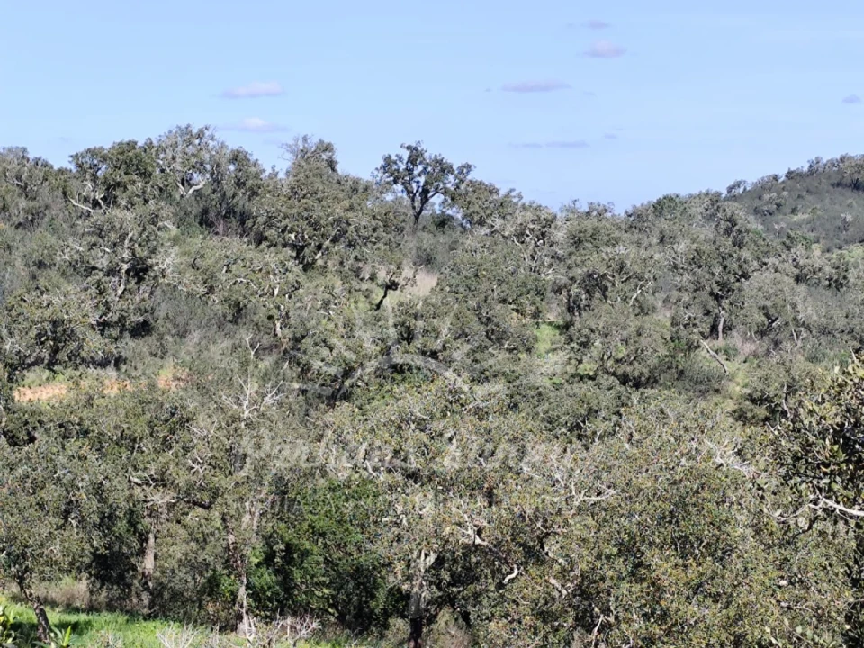Terreno Agricola ou Rústico para Venda em Grândola e Santa Margarida da Serra Foto 15