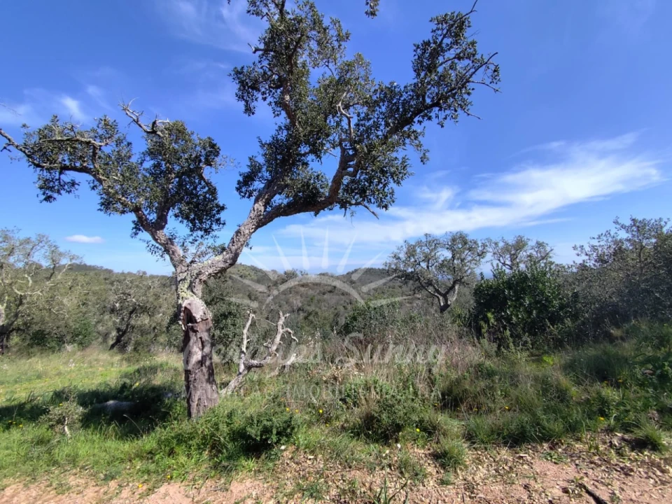 Terreno Agricola ou Rústico para Venda em Grândola e Santa Margarida da Serra Foto 16
