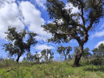 Terreno Agricola ou Rústico para Venda em Grândola e Santa Margarida da Serra