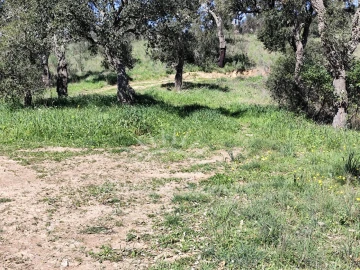 Terreno Agricola ou Rústico para Venda em Grândola e Santa Margarida da Serra