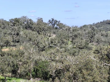 Terreno Agricola ou Rústico para Venda em Grândola e Santa Margarida da Serra