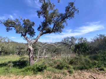 Terreno Agricola ou Rústico para Venda em Grândola e Santa Margarida da Serra