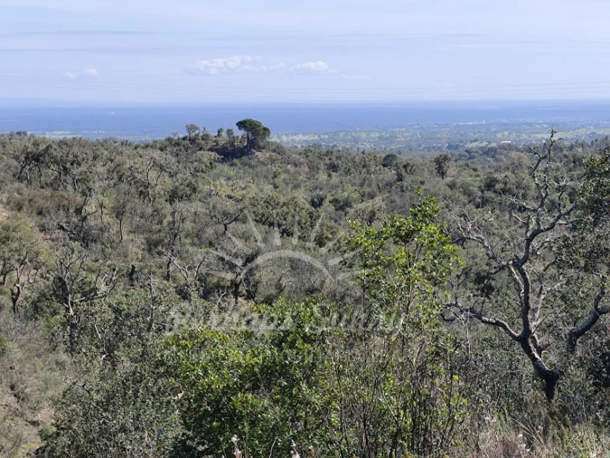 Terreno Agricola ou Rústico para Venda em Grândola e Santa Margarida da Serra Foto 5