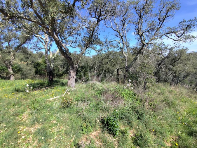 Terreno Agricola ou Rústico para Venda em Grândola e Santa Margarida da Serra Foto 14