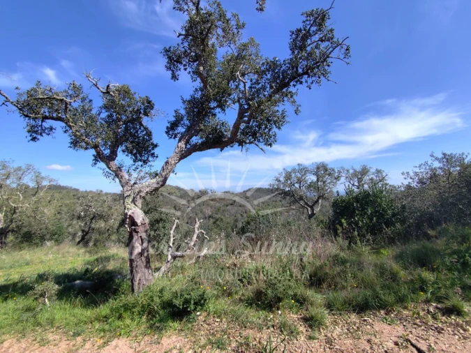 Terreno Agricola ou Rústico para Venda em Grândola e Santa Margarida da Serra Foto 16