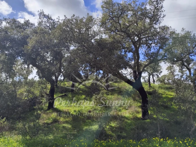 Terreno Agricola ou Rústico para Venda em Grândola e Santa Margarida da Serra Foto 2