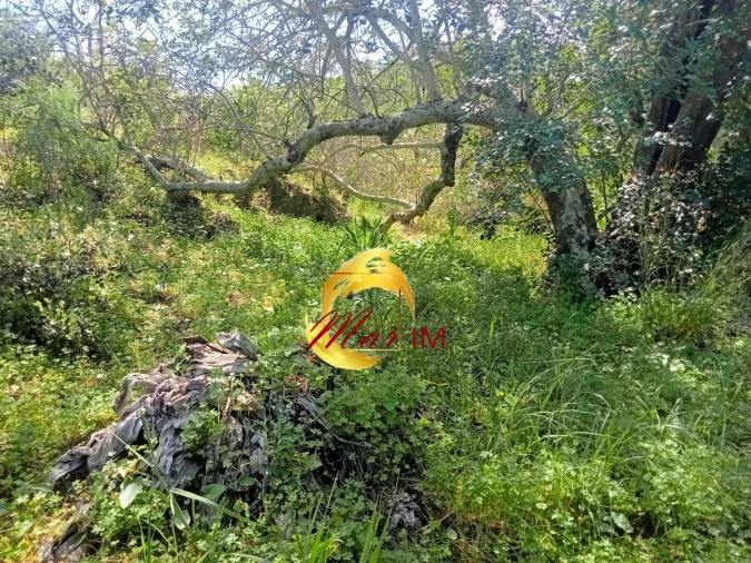 Terreno Agricola ou Rústico para Venda em Castro Marim Foto 14