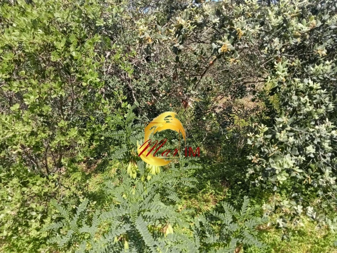 Terreno Agricola ou Rústico para Venda em Castro Marim Foto 21