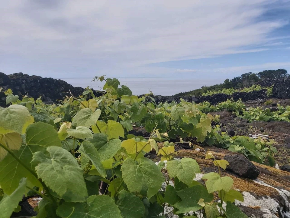 Terreno para Venda em São Mateus Foto 7