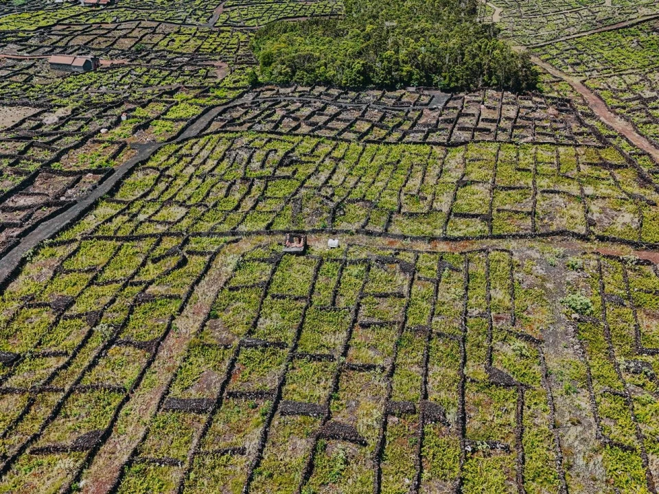 Terreno para Venda em São Mateus Foto 8