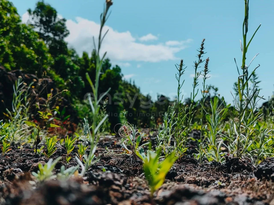 Terreno para Venda em São Mateus Foto 12
