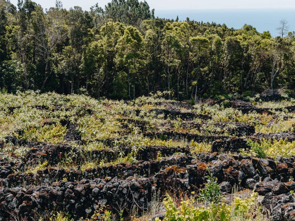 Terreno para Venda em São Mateus Foto 13