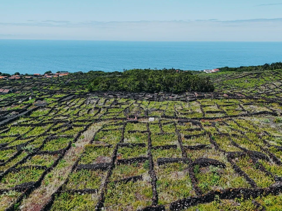 Terreno para Venda em São Mateus Foto 19