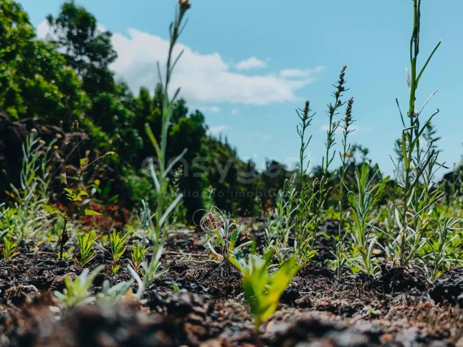 Terreno para Venda em São Mateus Foto 12