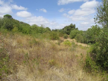 Terreno para Venda em Assentiz