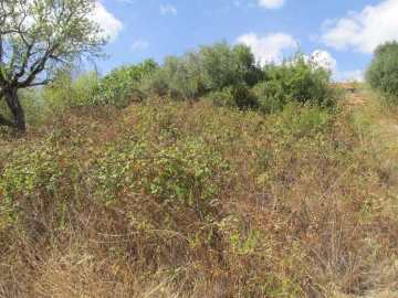 Terreno para Venda em Assentiz